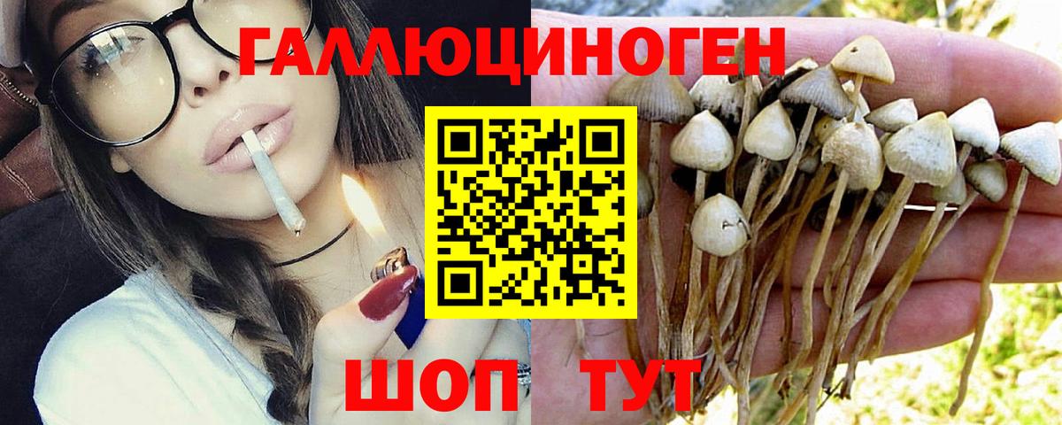 Псилоцибиновые грибы Cubensis Гудермес